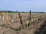 880_p_10_et_11_plantation
