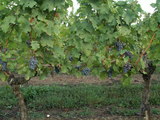Pict0040